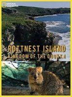 Королевство кенгуру на острове Роттнест/Rottnest Island Kingdom of the Quokka