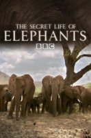 Тайны жизни слонов/The Secret Life of Elephants