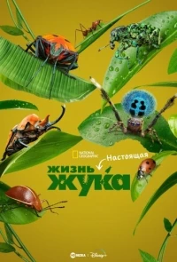 Настоящая жизнь жука/A Real Bug's Life