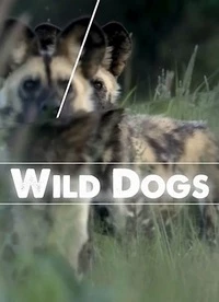 Дикие собаки/Wild Dogs